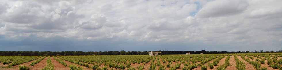 Noticias del sector de Agricultura Ecológica, Medioambiente y Desarrollo Rural en La Mancha